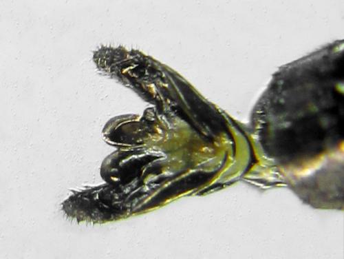 Réf. 291 681 : Macrophya sanguinolenta