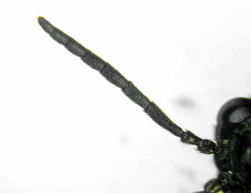 Stethomostus fuliginosus
