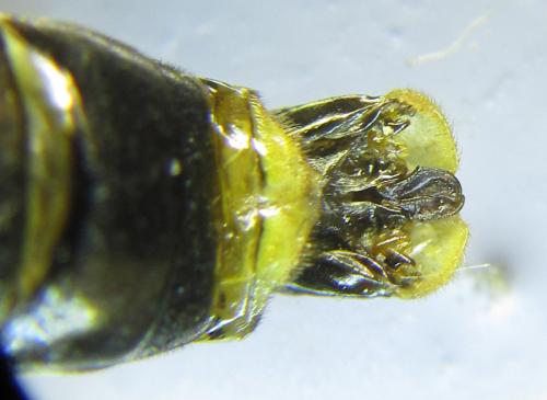 Réf. 291 092 : Tenthredo temula