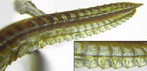 Réf. 291 783 : Tenthredo ferruginea
