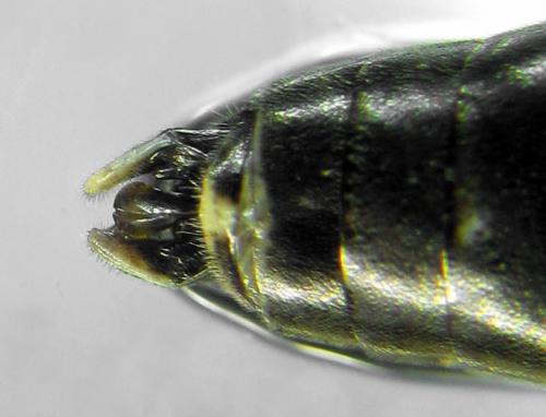 Réf. 291 803 : Macrophya albicincta