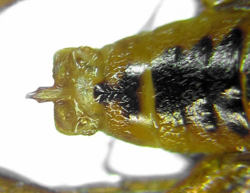 Euura myosotidis
