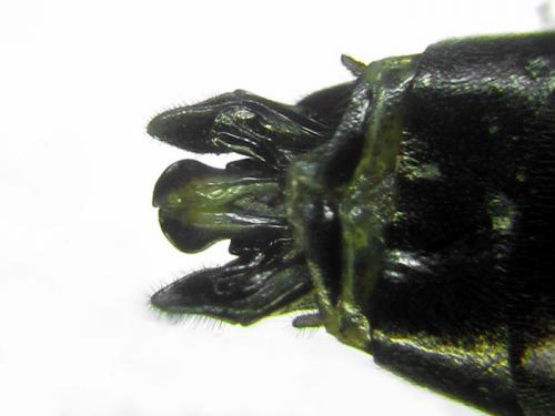 Réf. 291 923 : Tenthredo trabeata