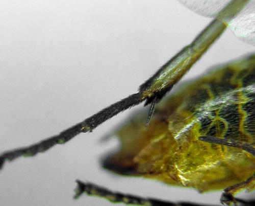 Euura poecilonota
