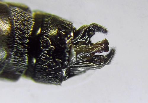 Réf. 291 110 : Tenthredopsis ornata