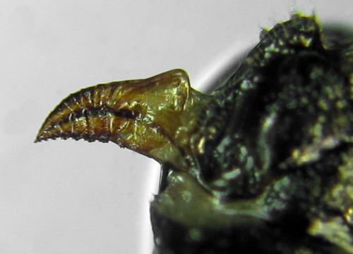 Priophorus compressicornis
