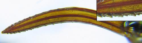 Cephus spinipes
