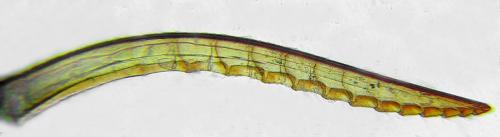 Réf. 291 358 : Tenthredopsis friesei