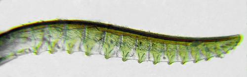 Macrophya annulata