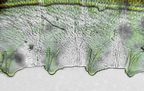 Réf. 291 403 : Pachyprotasis antennata