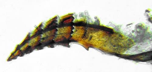 Cladius pectinicornis