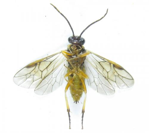 Pristiphora wesmaeli