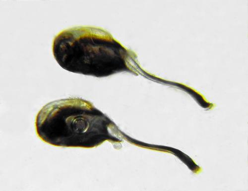 Réf. 291 682 : Macrophya sanguinolenta
