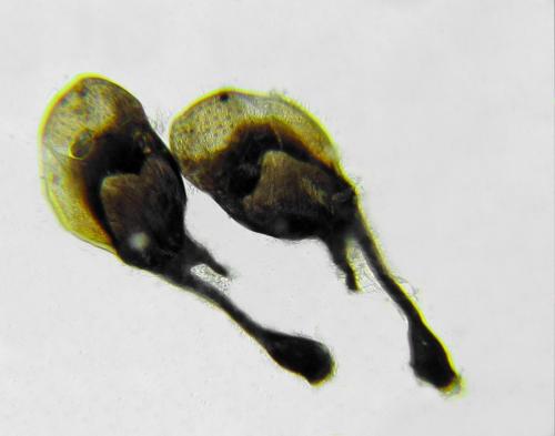 Macrophya albicincta