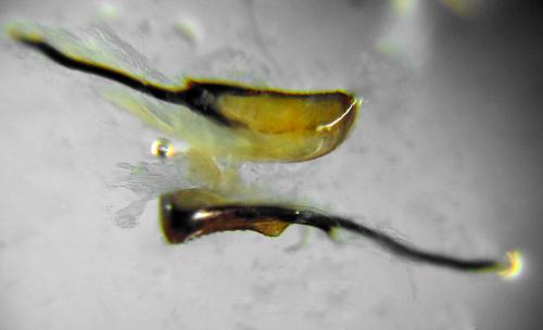 Tenthredopsis ornata