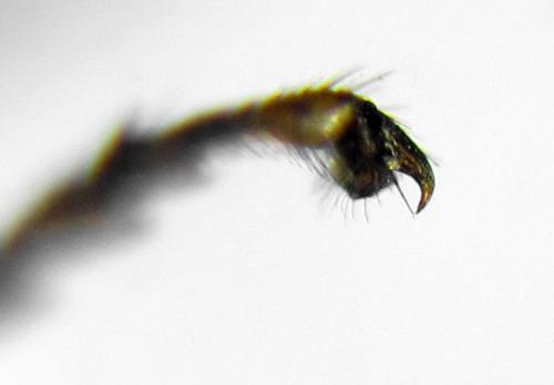 Réf. 291 819 : Stethomostus fuliginosus