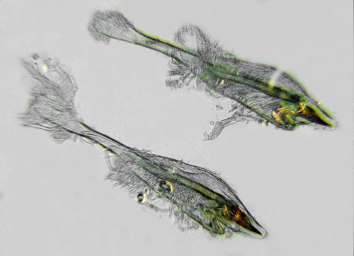 Euura myosotidis