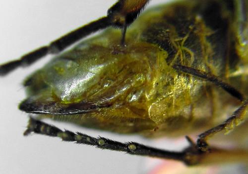 Euura poecilonota