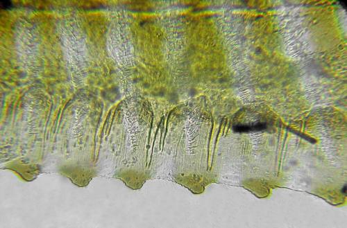 Arge cyanocrocea