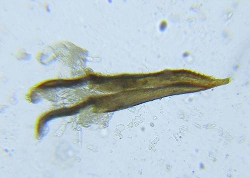 Calameuta filiformis