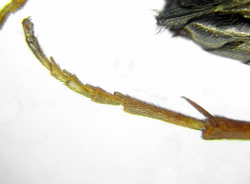 Réf. 291 361 : Tenthredopsis friesei