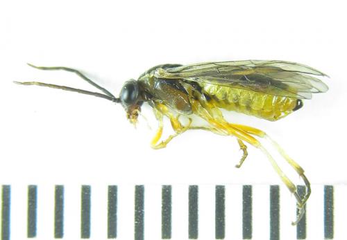 Réf. 291 525 : Pristiphora wesmaeli