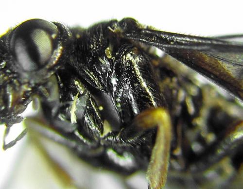 Réf. 291 820 : Stethomostus fuliginosus