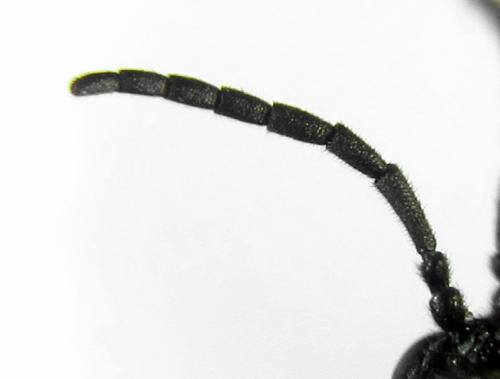 Réf. 291 821 : Stethomostus fuliginosus