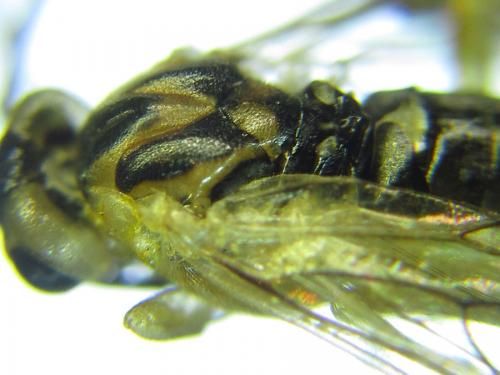 Euura poecilonota
