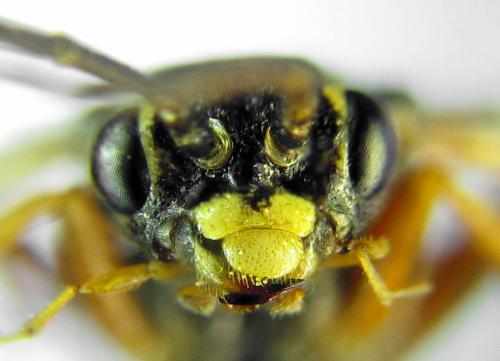 Réf. 291 362 : Tenthredopsis friesei
