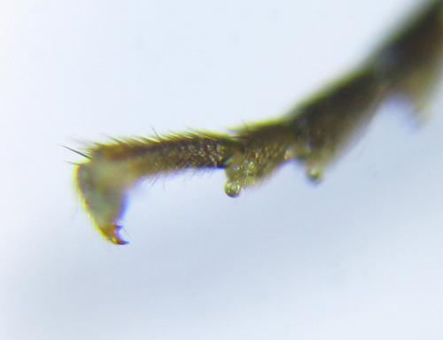 Réf. 291 527 : Pristiphora wesmaeli
