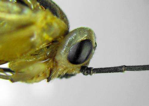 Euura poecilonota