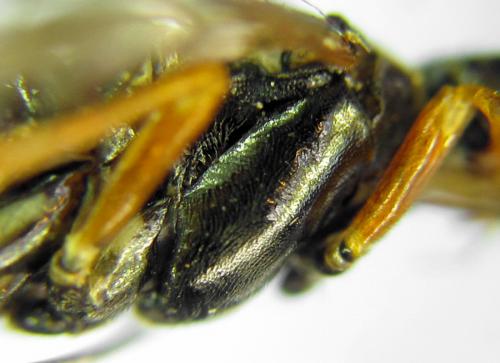 Réf. 291 363 : Tenthredopsis friesei