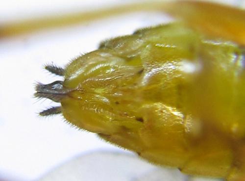 Réf. 291 528 : Pristiphora wesmaeli
