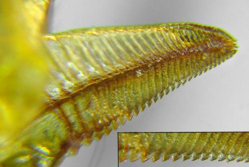 Euura poecilonota