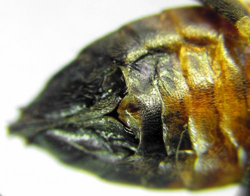 Réf. 291 364 : Tenthredopsis friesei