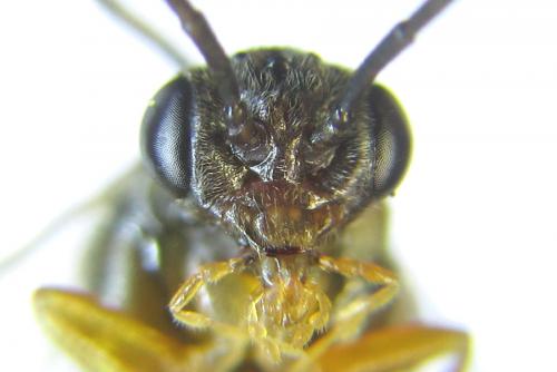 Réf. 291 529 : Pristiphora wesmaeli
