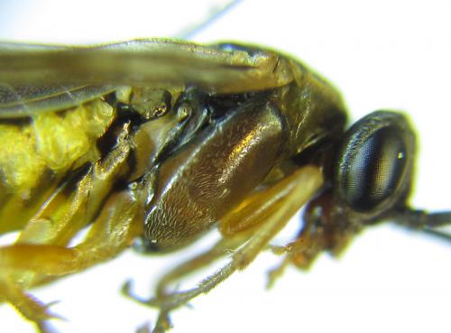 Réf. 291 530 : Pristiphora wesmaeli