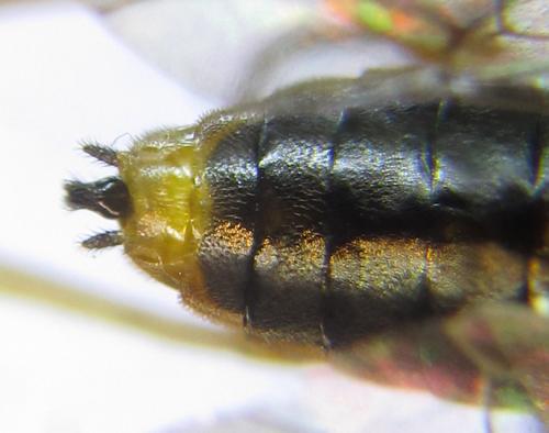 Réf. 291 531 : Pristiphora wesmaeli