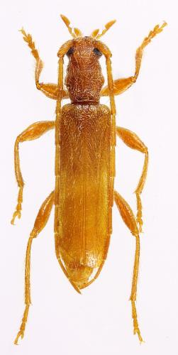 Réf. 291 231 : Axinopalpis gracilis