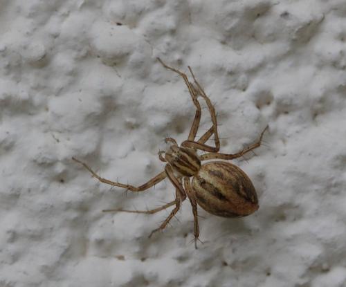 Réf. 291 956 : Oxyopes lineatus