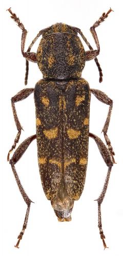 Réf. 291 192 : Rusticoclytus pantherinus