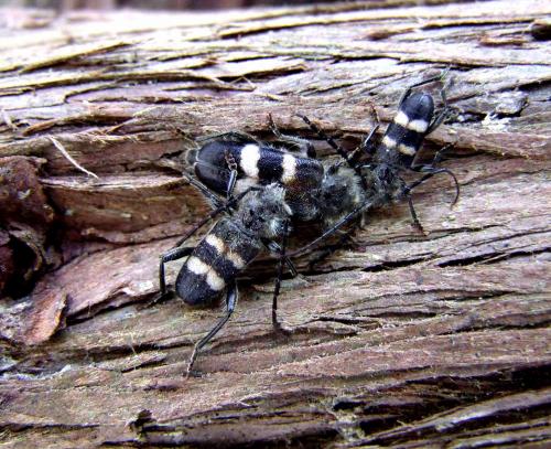 Semanotus laurasii corsicus