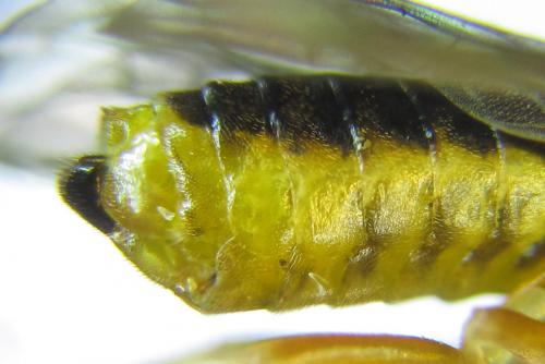 Réf. 291 532 : Pristiphora wesmaeli