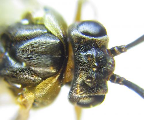 Pristiphora wesmaeli