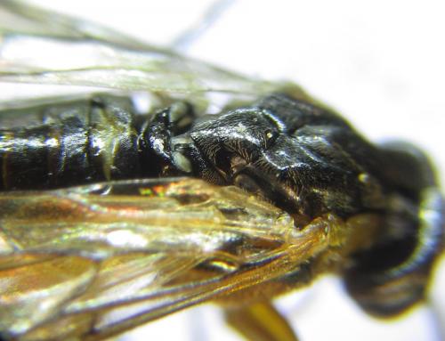 Réf. 291 536 : Pristiphora wesmaeli