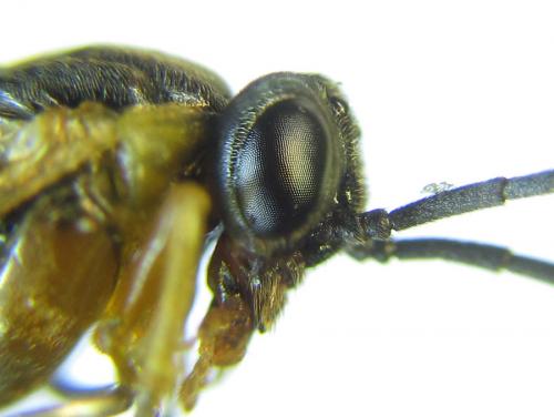 Réf. 291 537 : Pristiphora wesmaeli