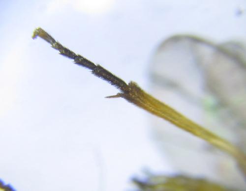 Réf. 291 538 : Pristiphora wesmaeli