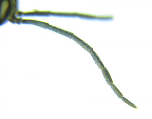 Réf. 291 539 : Pristiphora wesmaeli