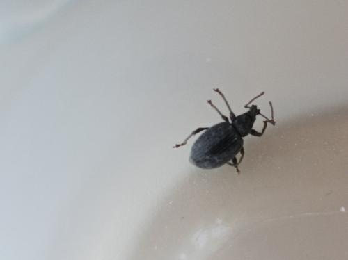 Otiorhynchus sp.